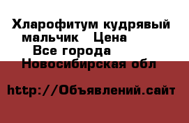 Хларофитум кудрявый мальчик › Цена ­ 30 - Все города  »    . Новосибирская обл.